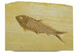 Detailed Fossil Fish (Knightia) - Wyoming #373844-1
